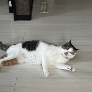 馬場・みたらし・もちこ