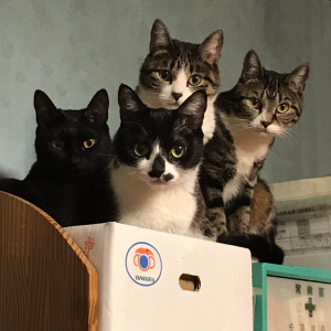 ちぃ〜の スボ チョコ フジさん