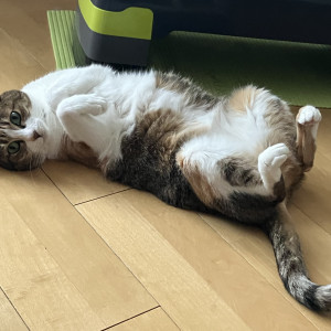 ペペロンチーノのぞみ