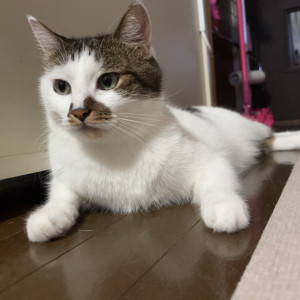 茶々。(ちゃちゃまる)