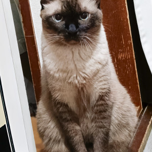 ロビンソンカノー