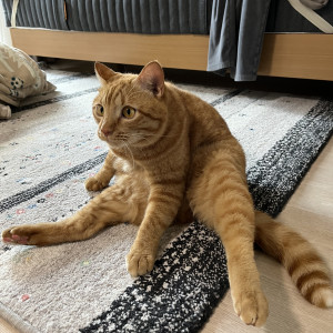 おかどめ こじゅろう